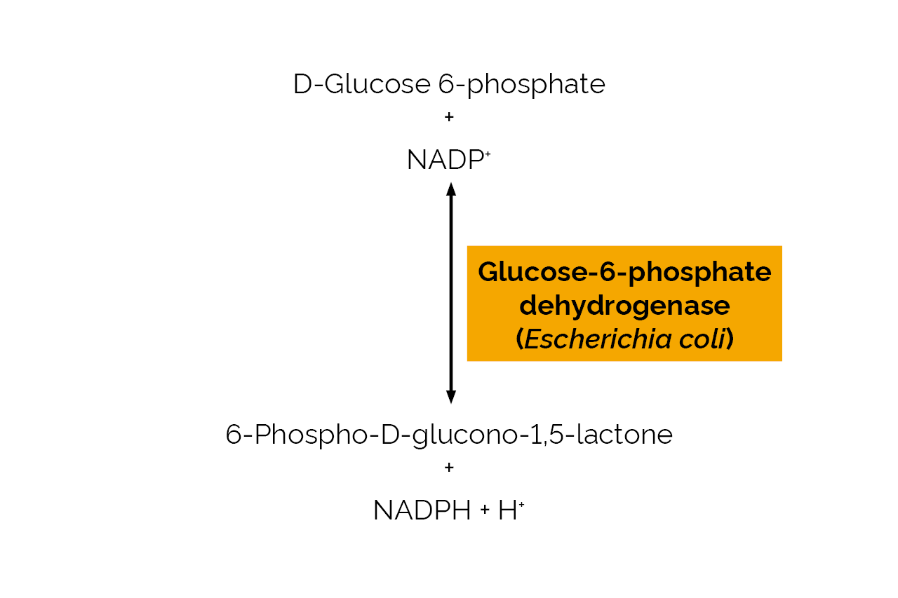 Glucose-6-phosphate dehydrogenase (Escherichia coli) (E-GPDHEC) Scheme Glucose-6-phosphate dehydrogenase (Escherichia coli) (E-GPDHEC) Scheme