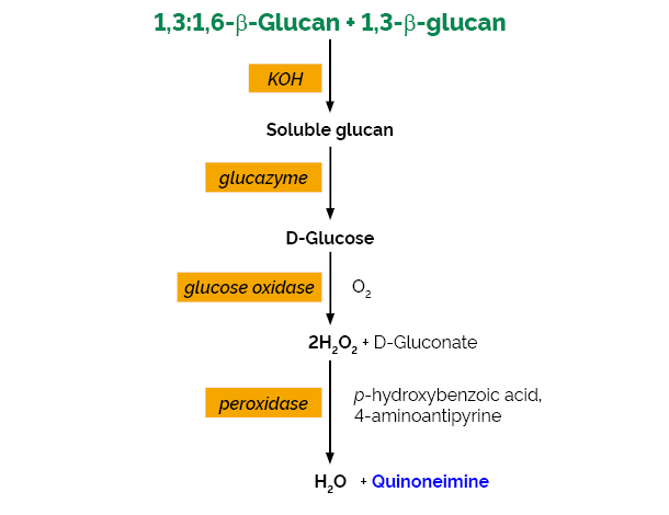 Scheme-K-EBHLG EBHLG Megazyme