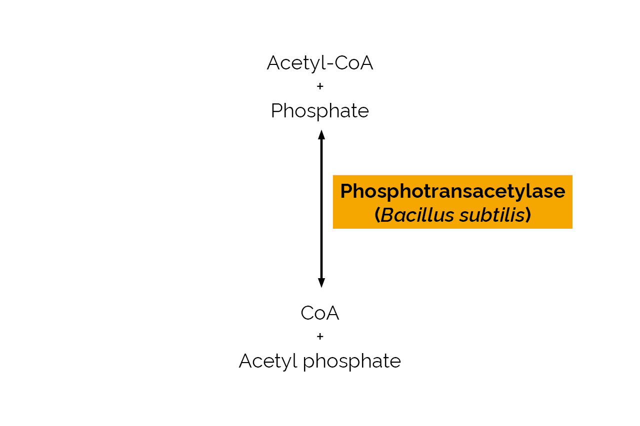 Phosphotransacetylase (Bacillus subtilis) (E-PTABS) Scheme Phosphotransacetylase (Bacillus subtilis) (E-PTABS) Scheme