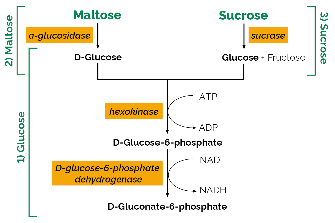 Maltose/Sucrose/D-Glucose Assay Kit (K-MASUG) Scheme Maltose/Sucrose/D-Glucose Assay Kit (K-MASUG) Scheme