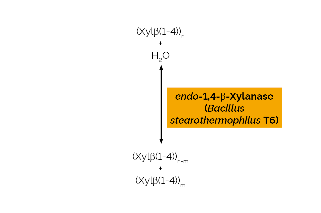 endo-1,4-beta-Xylanase (Bacillus stearothermophilus T6) (E-XYNBS) Scheme endo-1,4-beta-Xylanase (Bacillus stearothermophilus T6) (E-XYNBS) Scheme