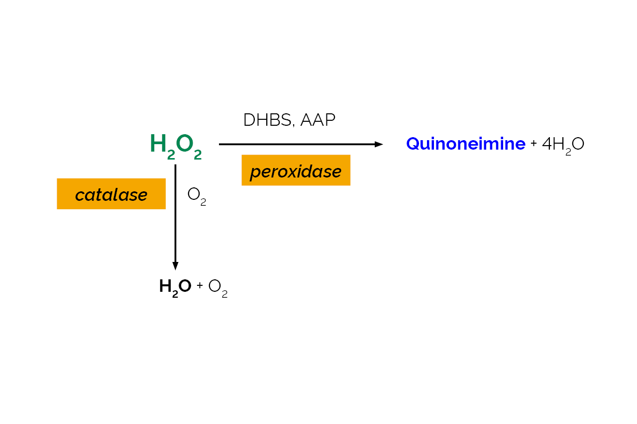 Catalase Assay Kit (K-CATAL) Scheme Catalase Assay Kit (K-CATAL) Scheme