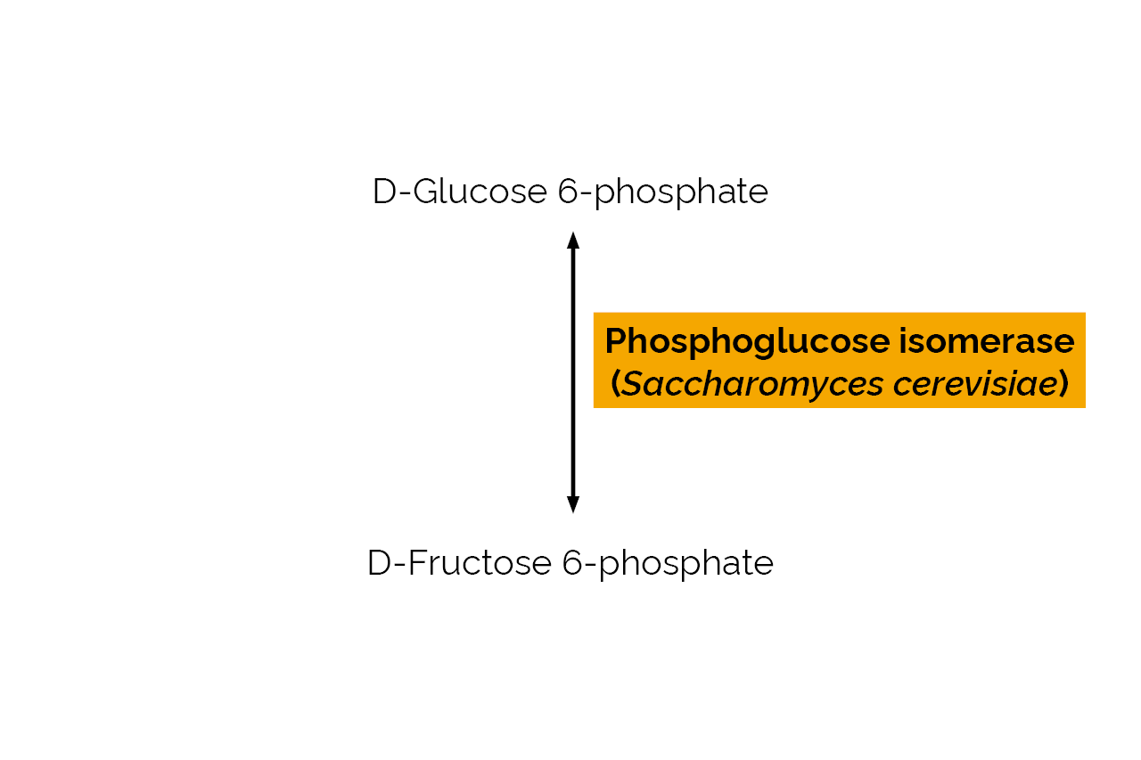 Phosphoglucose isomerase (Saccharomyces cerevisiae) (E-PGISC) Scheme