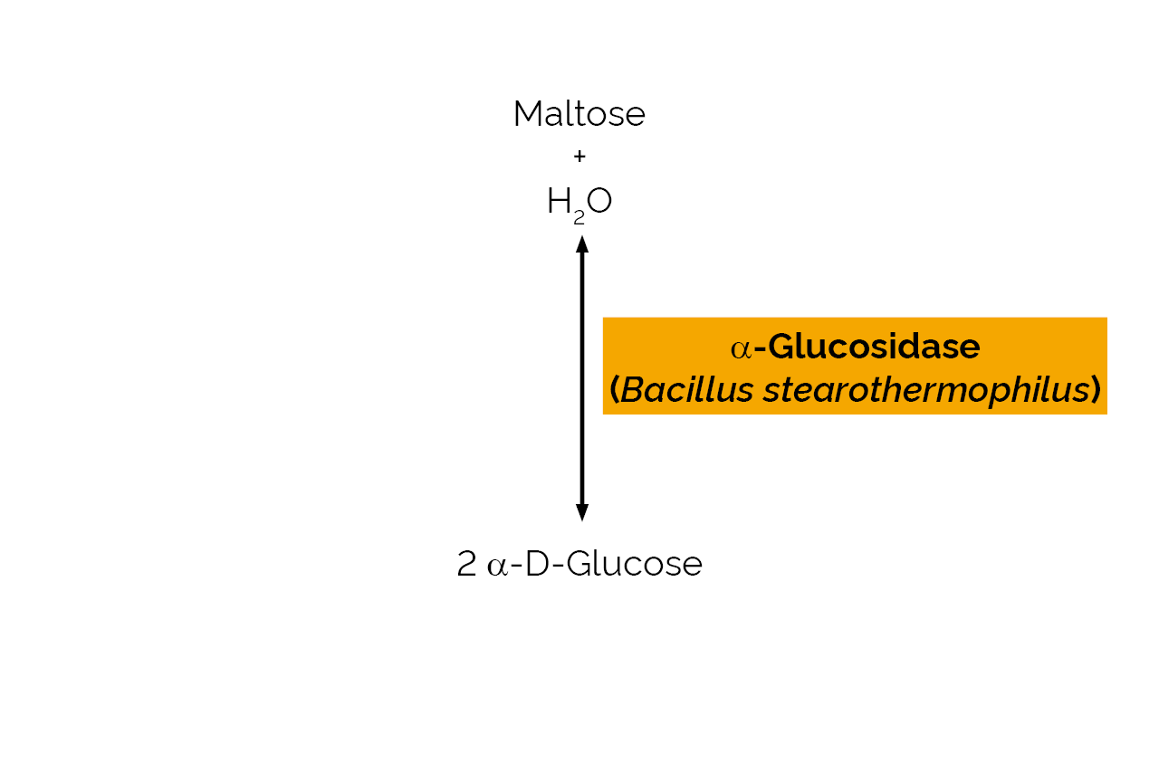 Alpha-Glucosidase (Bacillus stearothermophilus) (E-TSAGL) Scheme