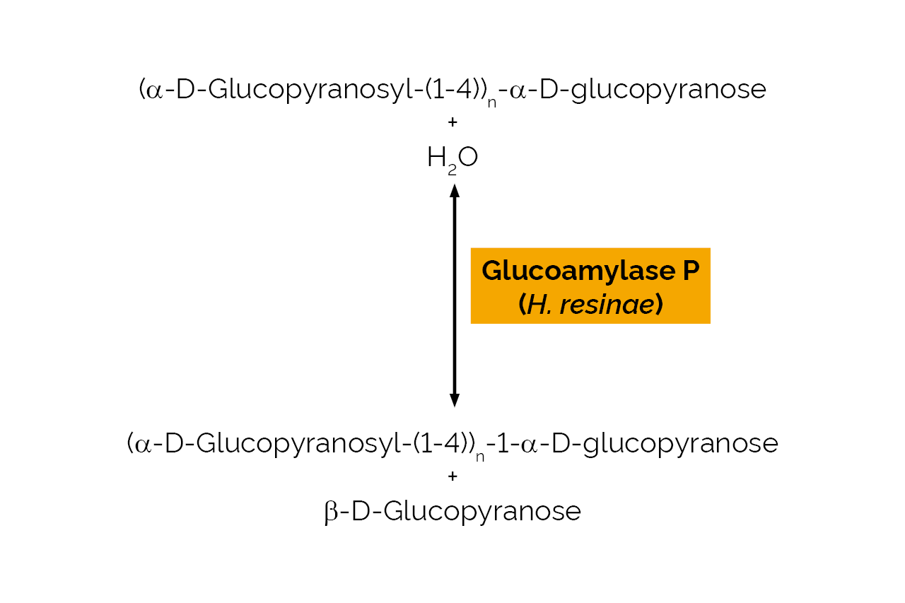 Glucoamylase P (H resinae) (E-GAMP) Scheme Glucoamylase P (H resinae) (E-GAMP) Scheme