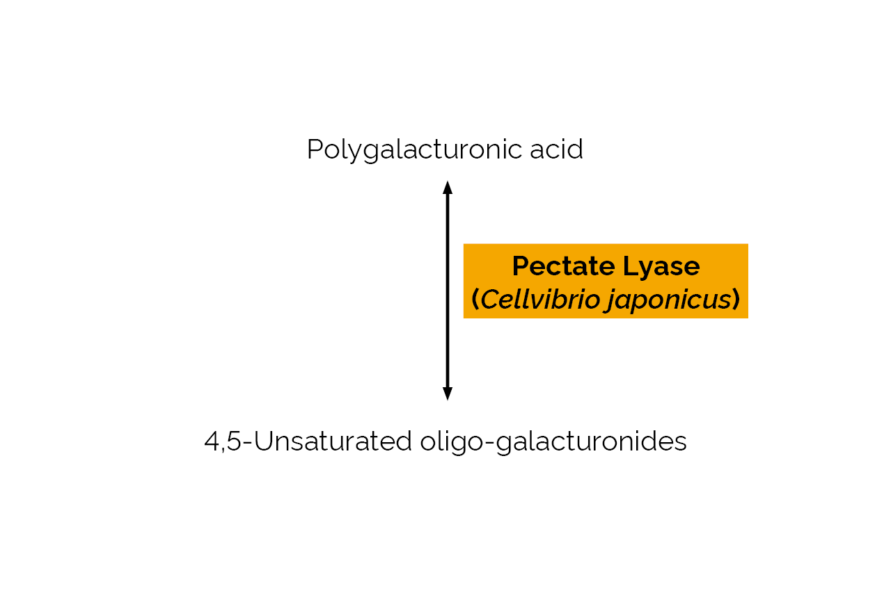 Pectate lyase (Cellvibrio japonicus) (E-PLYCJ) Scheme