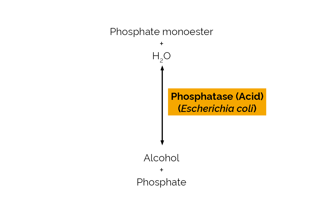 Phosphatase (Acid) (Escherichia coli) (E-ACPEC) Scheme Phosphatase (Acid) (Escherichia coli) (E-ACPEC) Scheme