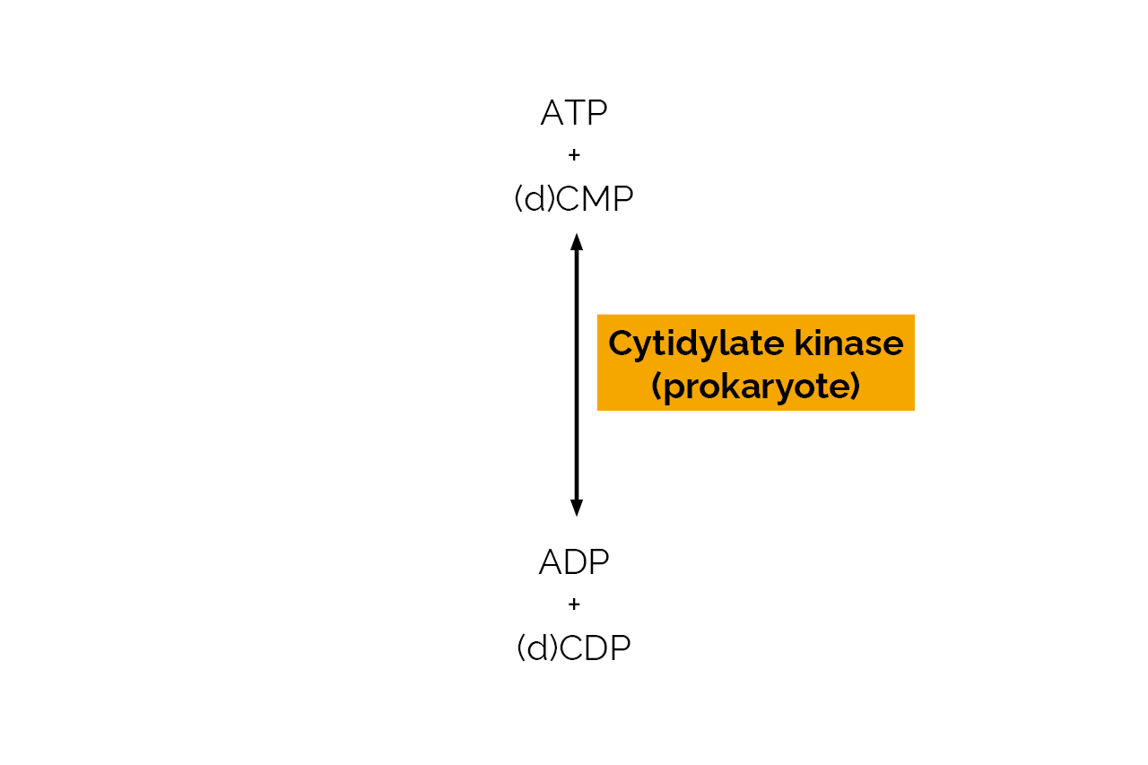 Cytidylate kinase (prokaryote) (E-CMPK) Scheme Cytidylate kinase (prokaryote) (E-CMPK) Scheme