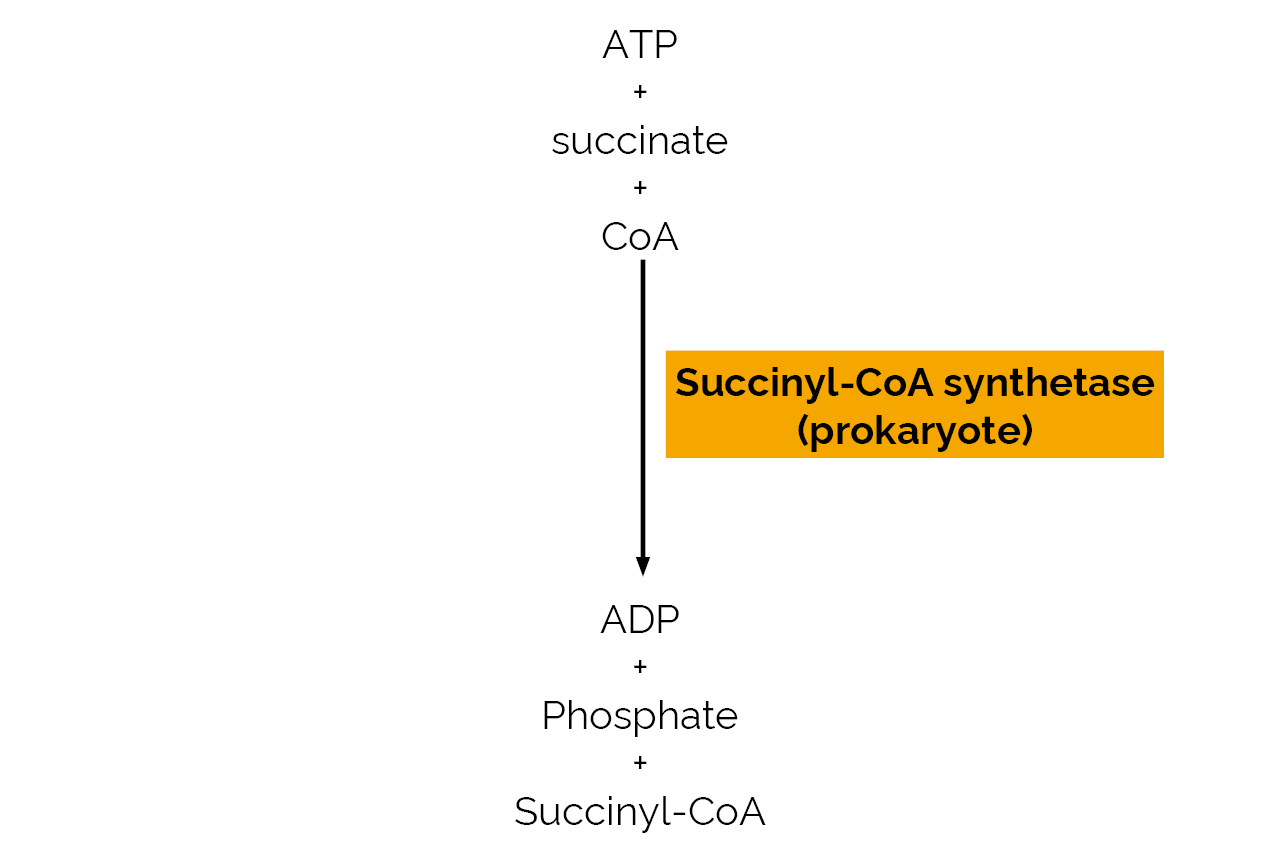 Succinyl-CoA synthetase (prokaryote) (E-SCOAS) Scheme Succinyl-CoA synthetase (prokaryote) (E-SCOAS) Scheme