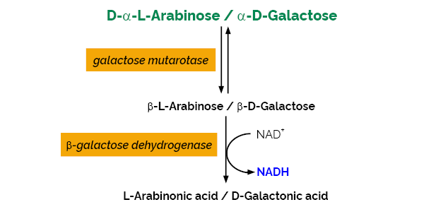 Scheme-K-ARGA ARGA megazyme