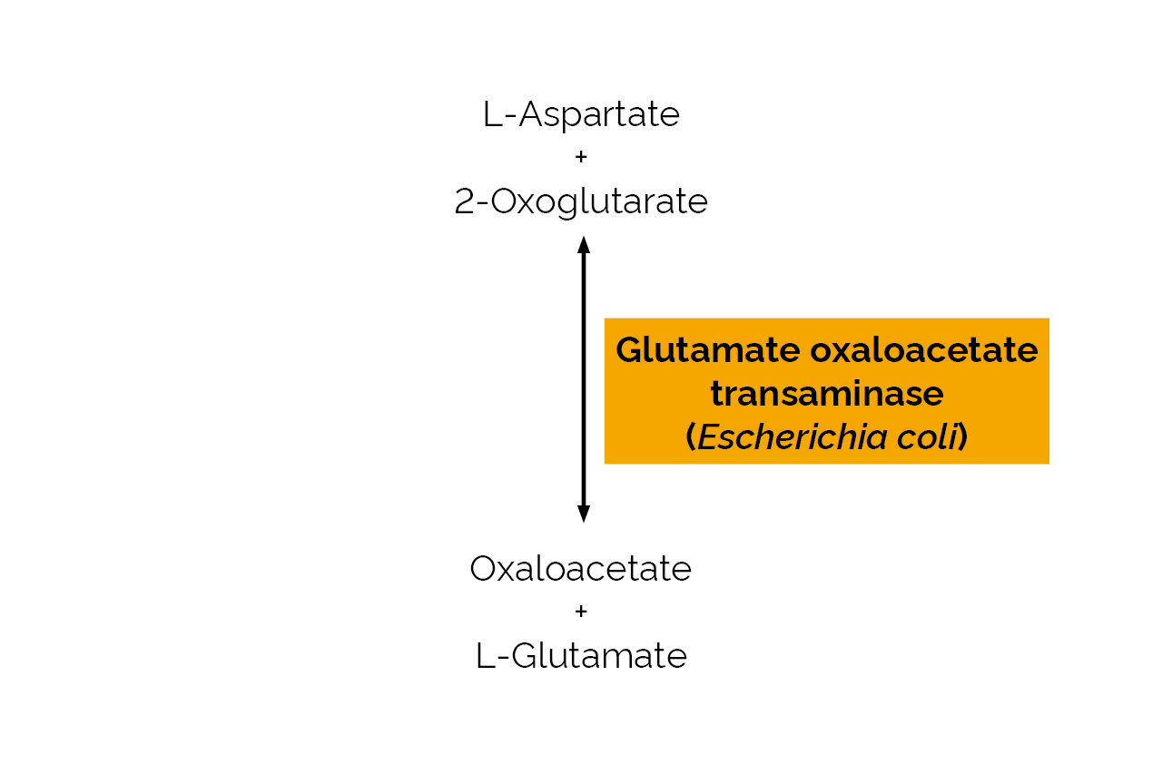 Glutamate oxaloacetate transaminase (Escherichia coli) (E-GOTEC) Scheme