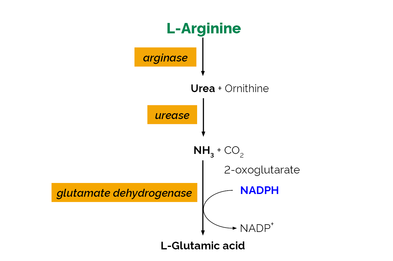 L-Arginine/Urea/Ammonia Assay Kit (K-LARGE) Scheme