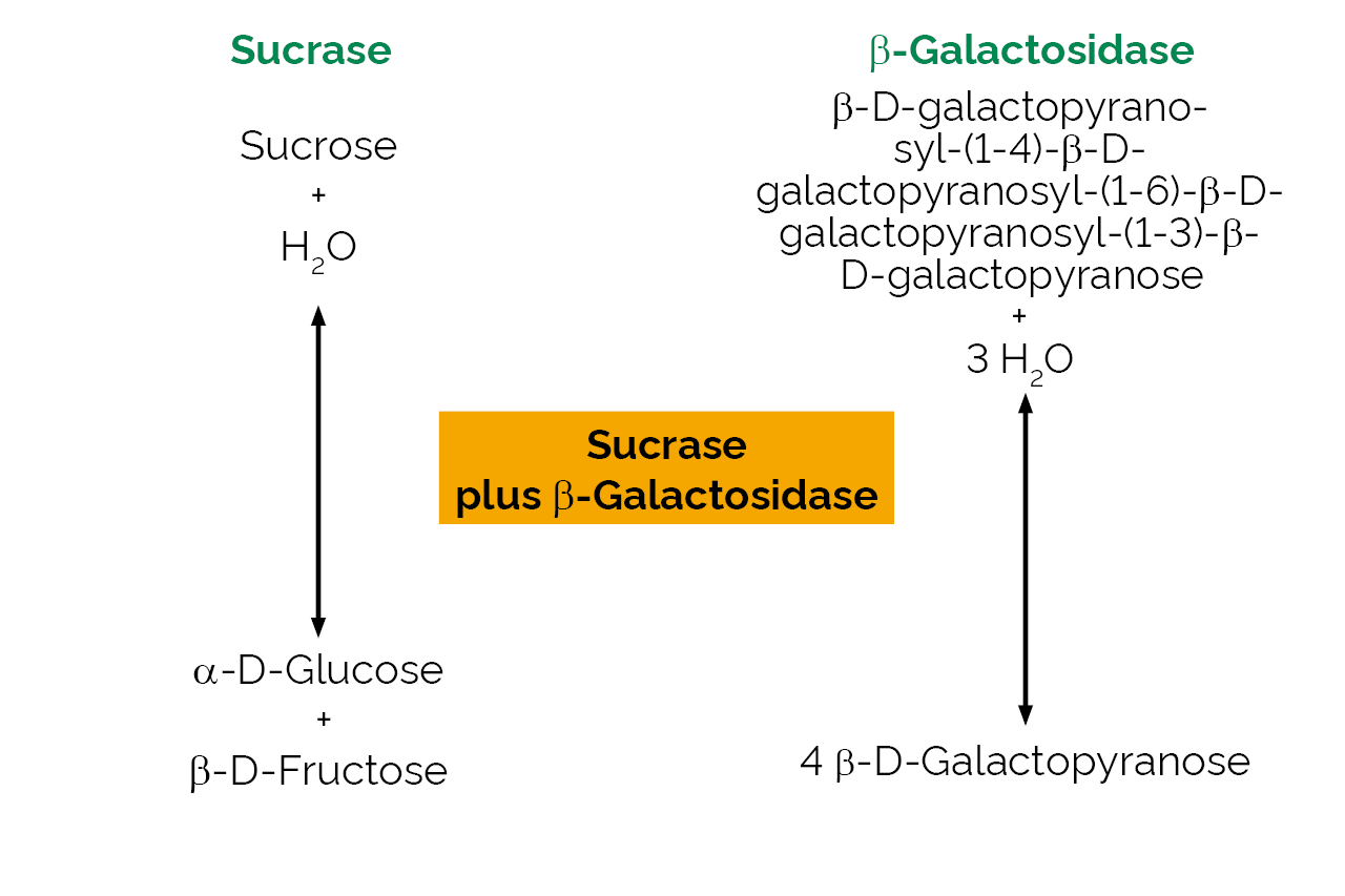 Sucrase plus Beta-Galactosidase (E-SUCRBG) Scheme Sucrase plus Beta-Galactosidase (E-SUCRBG) Scheme