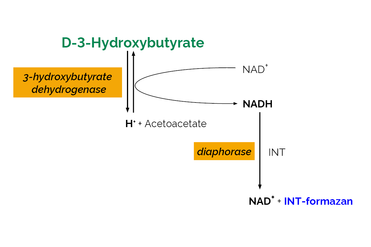 D-3-Hydroxybutyric Acid (beta-Hydroxybutyrate) Assay Kit (K-HDBA)