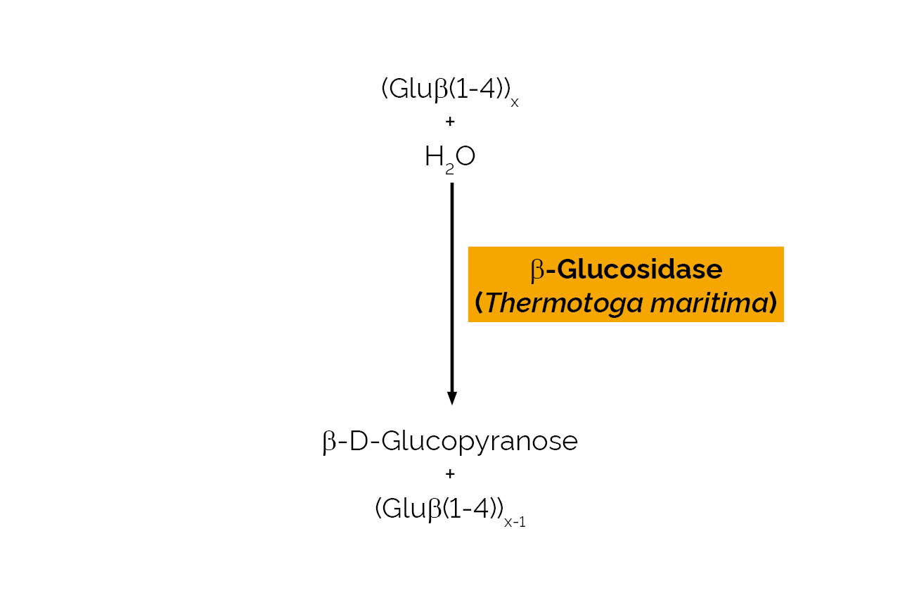 Beta-Glucosidase (Thermotoga maritima) (E-BGOSTM) Scheme Beta-Glucosidase (Thermotoga maritima) (E-BGOSTM) Scheme