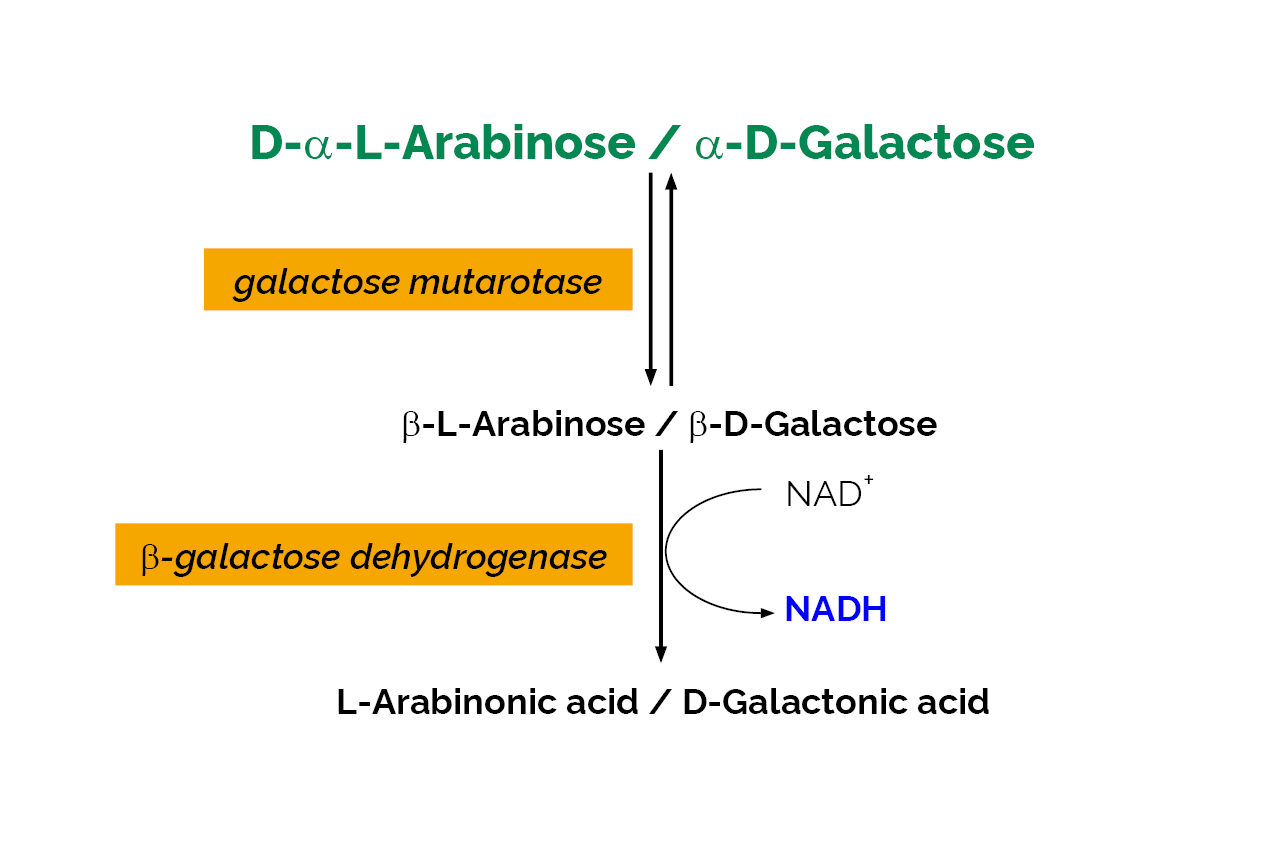 L-Arabinose/D-Galactose Assay Kit (K-ARGA) Scheme L-Arabinose/D-Galactose Assay Kit (K-ARGA) Scheme
