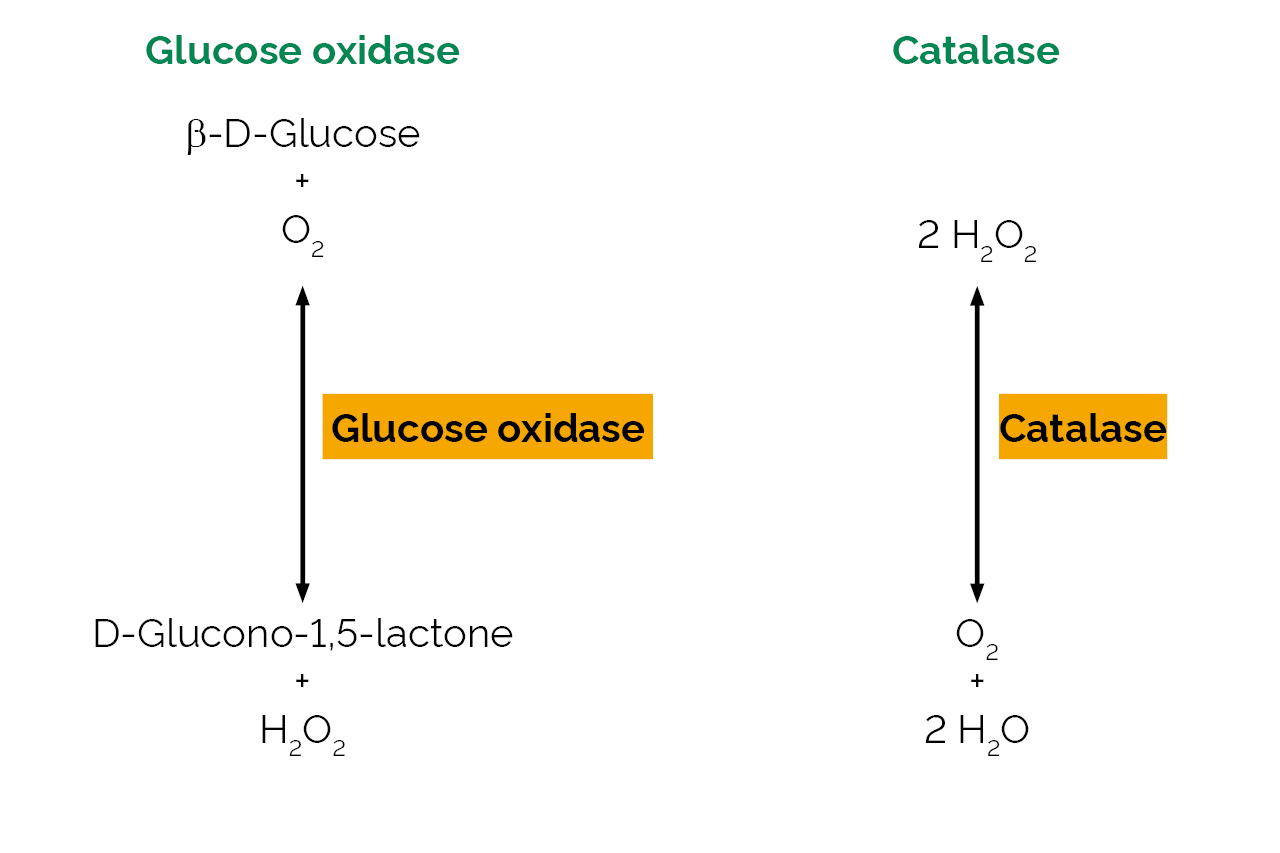Glucose oxidase - Catalase Mixture (eukaryote) (E-GOXCA) Scheme Glucose oxidase - Catalase Mixture (eukaryote) (E-GOXCA) Scheme