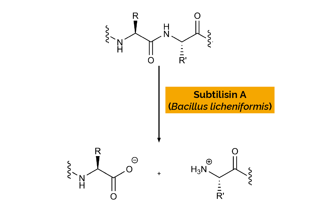 Protease Subtilisin A (from Bacillus licheniformis) Powder (E-BSPRPD) Scheme Protease Subtilisin A (from Bacillus licheniformis) Powder (E-BSPRPD) Scheme