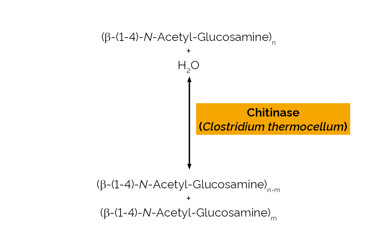 Chitinase (Clostridium thermocellum) (E-CHITN) Scheme Chitinase (Clostridium thermocellum) (E-CHITN) Scheme