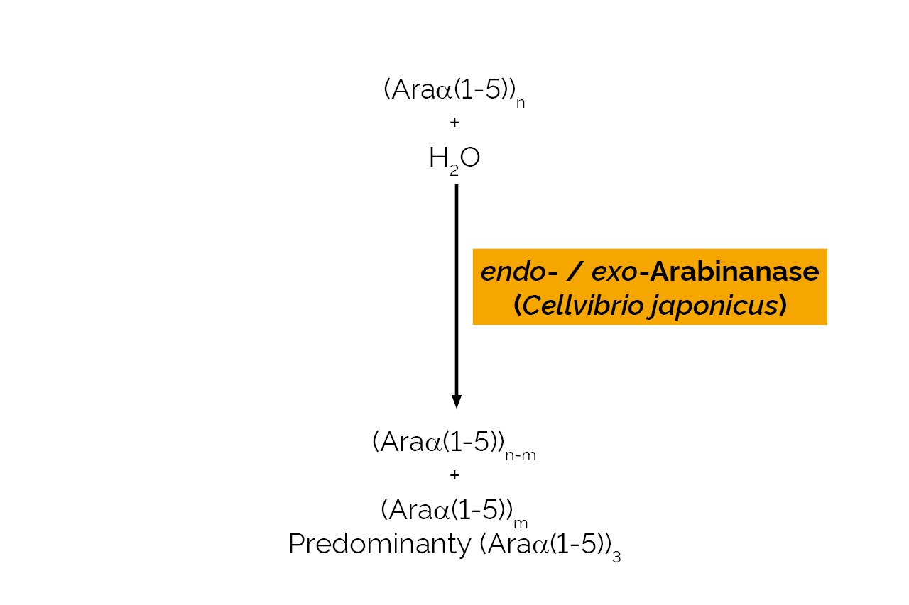 endo-/exo-Arabinanase (Cellvibrio japonicus) (E-ARBACJ) Scheme endo-/exo-Arabinanase (Cellvibrio japonicus) (E-ARBACJ) Scheme