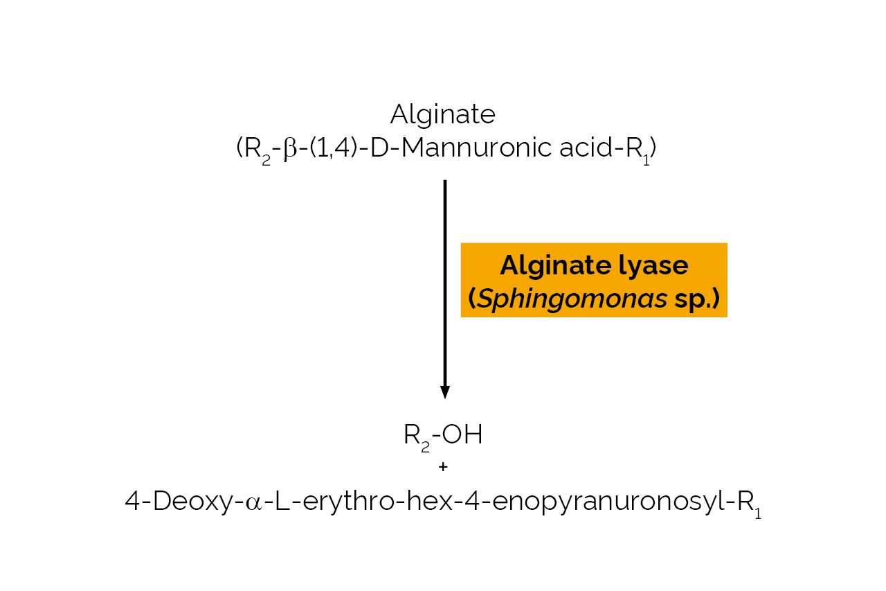Alginate lyase (Sphingomonas sp.) (E-ALGLS) Scheme Alginate lyase (Sphingomonas sp.) (E-ALGLS) Scheme
