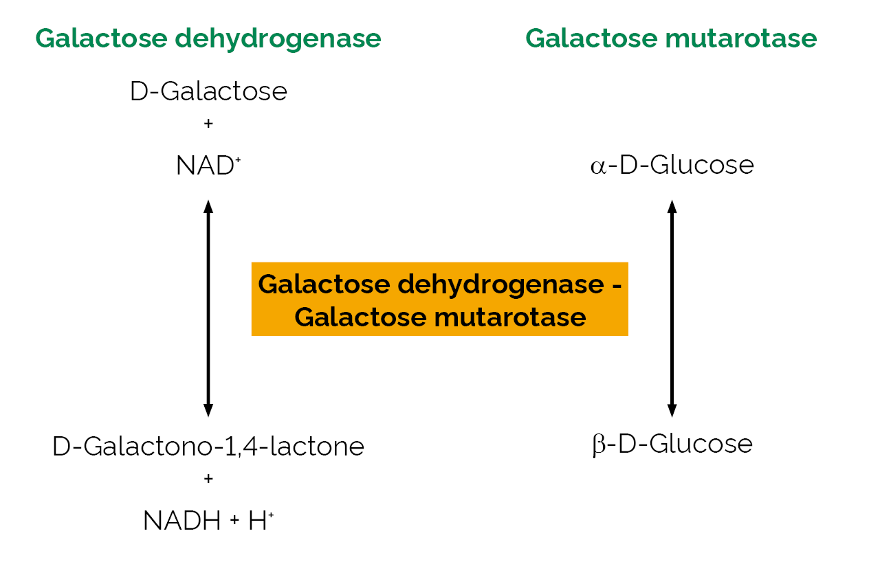 Galactose dehydrogenase - Galactose mutarotase (E-GALMUT) Scheme