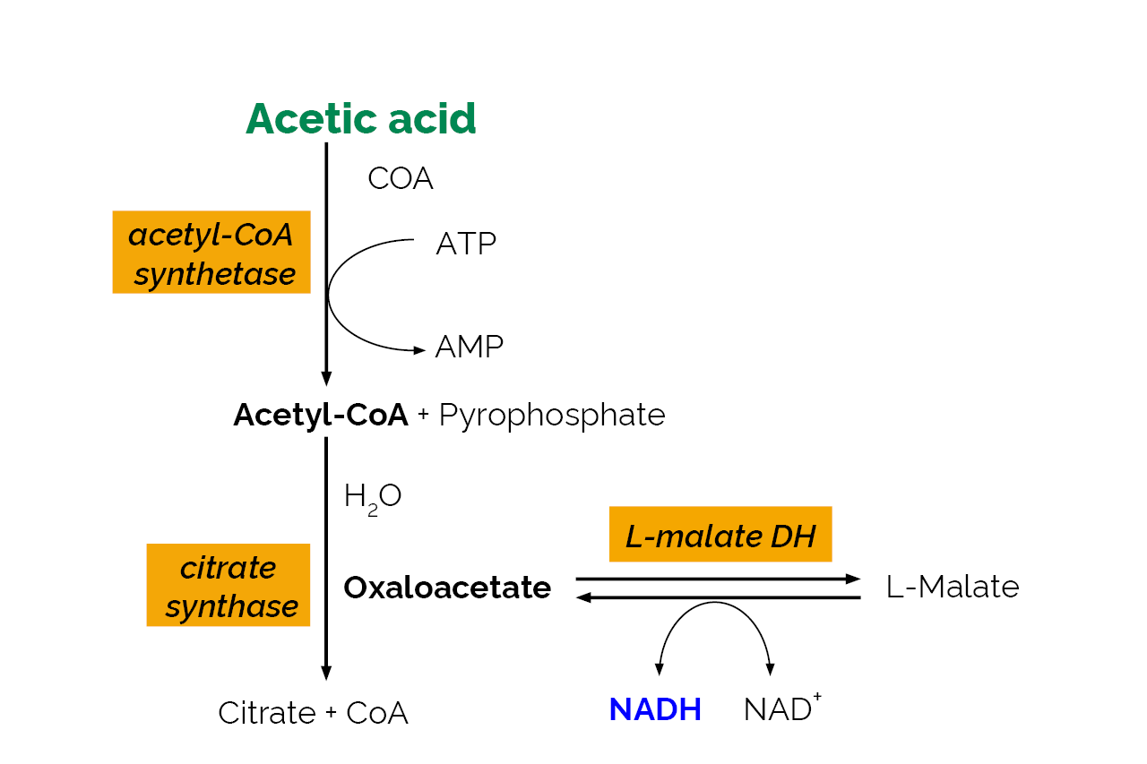 Acetic Acid Assay Kit (ACS Analyser Format) (K-ACETAF) Scheme Acetic Acid Assay Kit (ACS Analyser Format) (K-ACETAF) Scheme