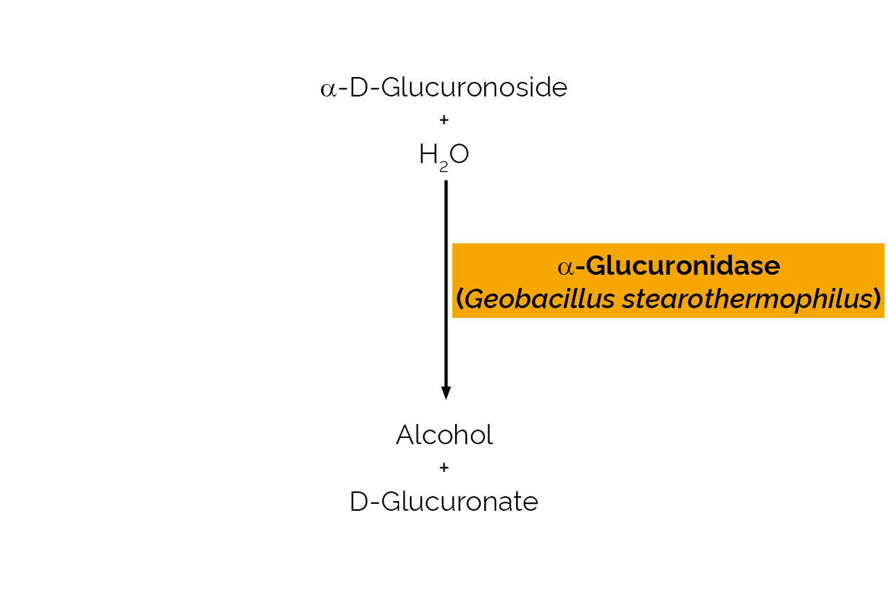 Alpha-Glucuronidase (Geobacillus stearothermophilus) (E-AGUBS) Scheme