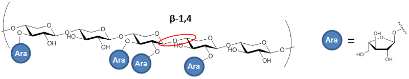 Arabinoxylan Structure