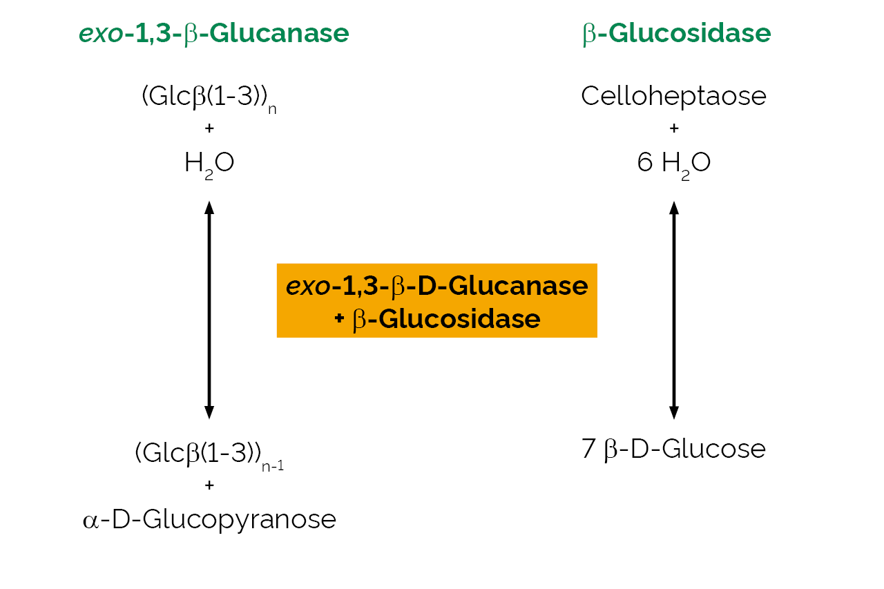 exo-1,3-beta-D-Glucanase + beta-Glucosidase (E-EXBGOS) Scheme exo-1,3-beta-D-Glucanase + beta-Glucosidase (E-EXBGOS) Scheme