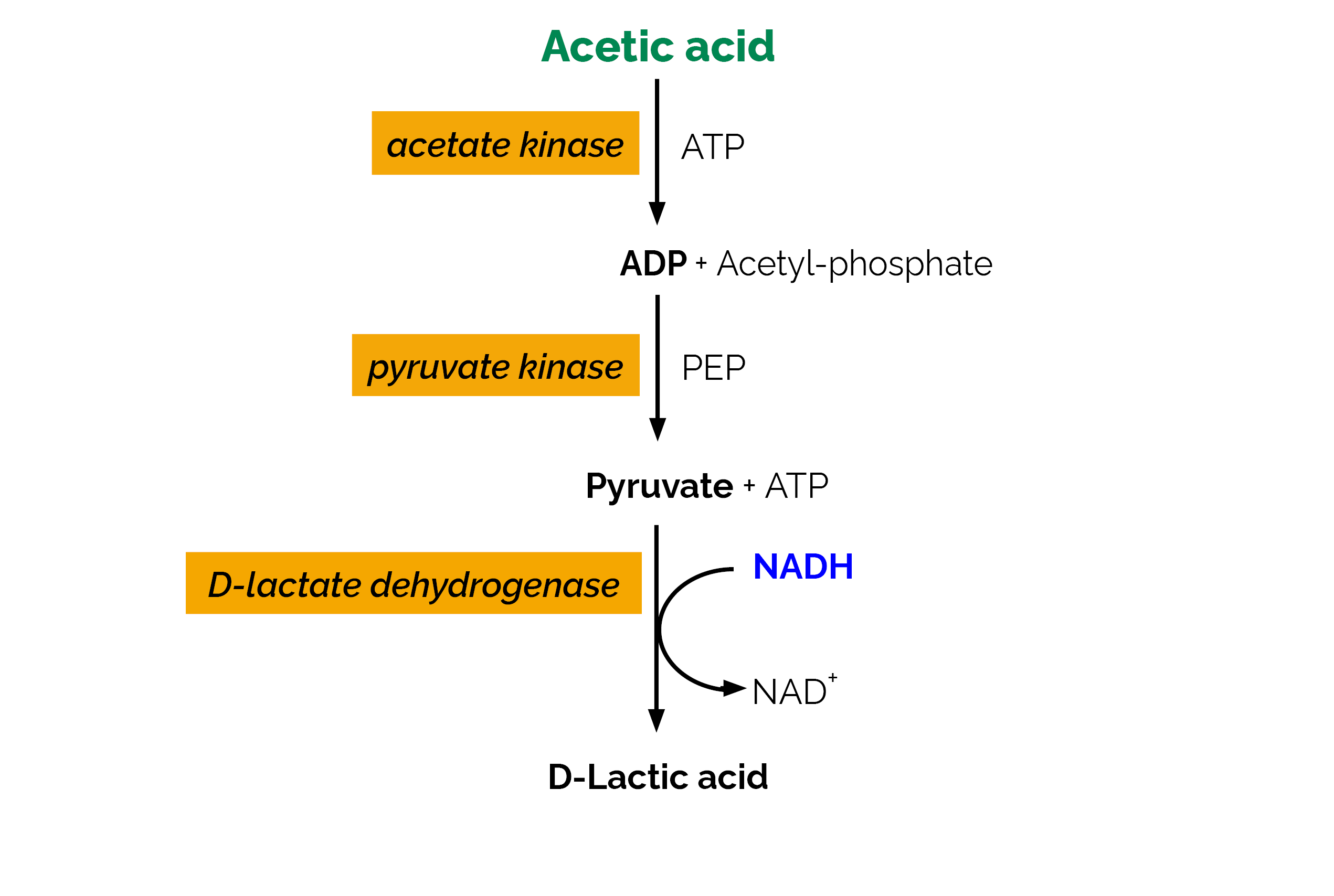 Acetic Acid Assay Kit&nbsp;(Liquid Ready™) K-ACETLQ Scheme