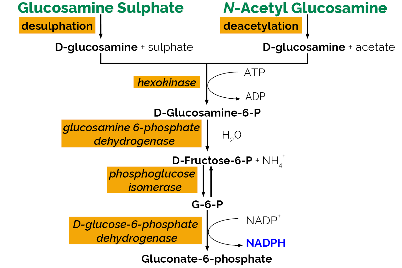 D-Glucosamine Assay Kit (K-GAMINE) Scheme D-Glucosamine Assay Kit (K-GAMINE) Scheme