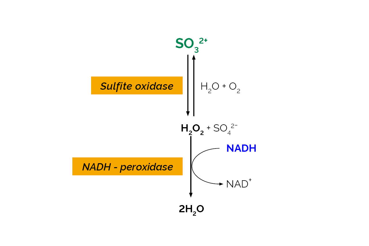 Total Sulfite Assay Kit (Enzymatic) (K-ETSULPH) Scheme