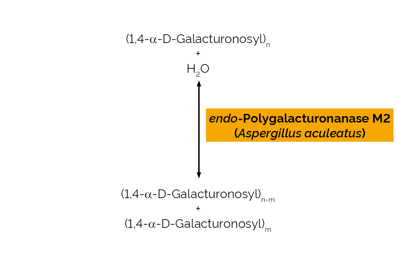 endo-Polygalacturonanase M2 (Aspergillus aculeatus) (E-PGALUSP) Scheme endo-Polygalacturonanase M2 (Aspergillus aculeatus) (E-PGALUSP) Scheme