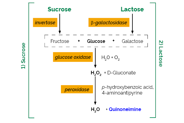 Scheme-K-LACSU LACSU Megazyme