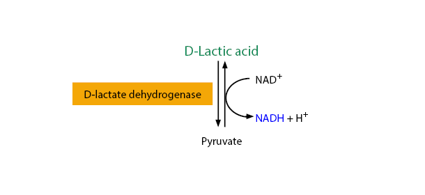 D-Lactic Acid Assay Kit (Liquid Ready™) K-DATELQ Scheme