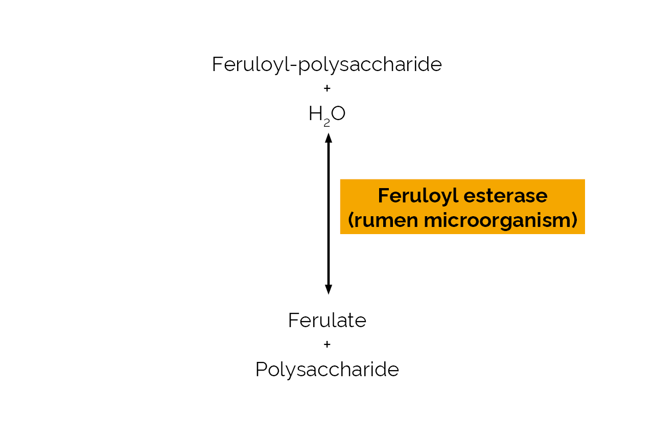 Feruloyl esterase (rumen microorganism) (E-FAERU) Scheme