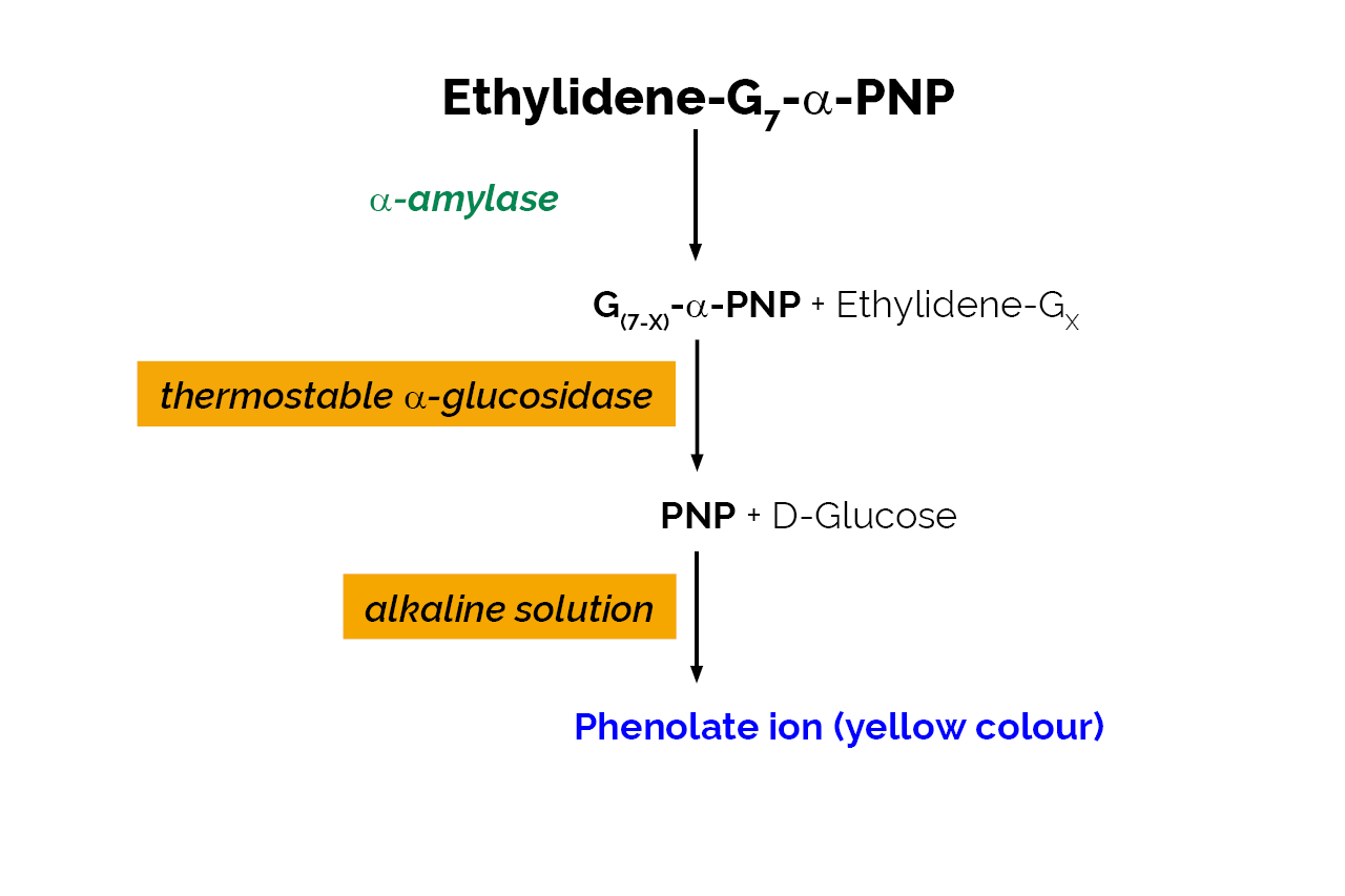 Alpha-Amylase SD Assay Kit (K-AMYLSD) Scheme