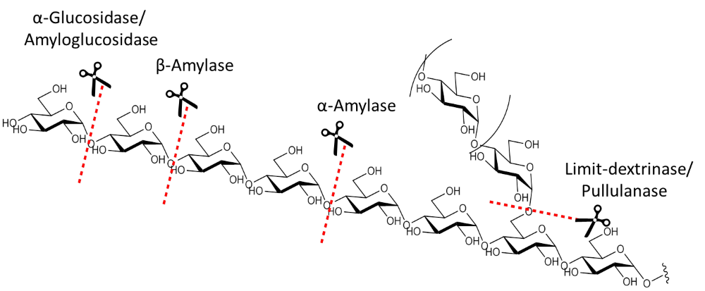 Starch Enzymes