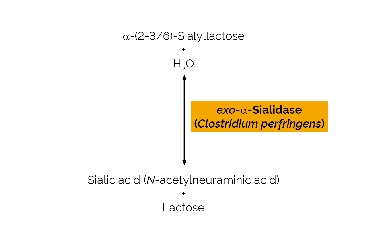 exo-alpha-Sialidase (Clostridium perfringens) (E-SIALCP) Scheme