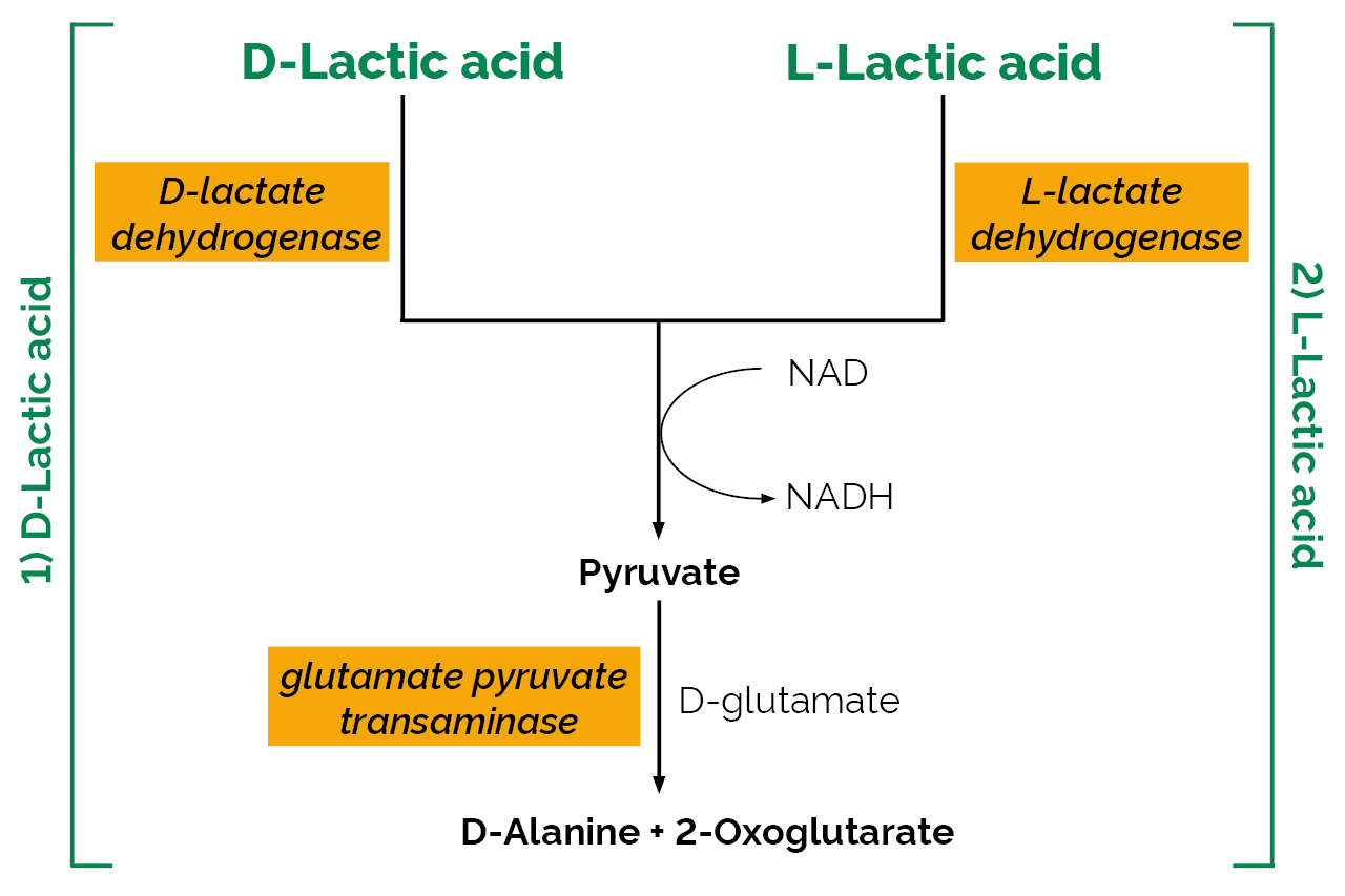 D-/L-Lactic Acid (D-/L-Lactate) (Rapid) Assay Kit (K-DLATE) Scheme