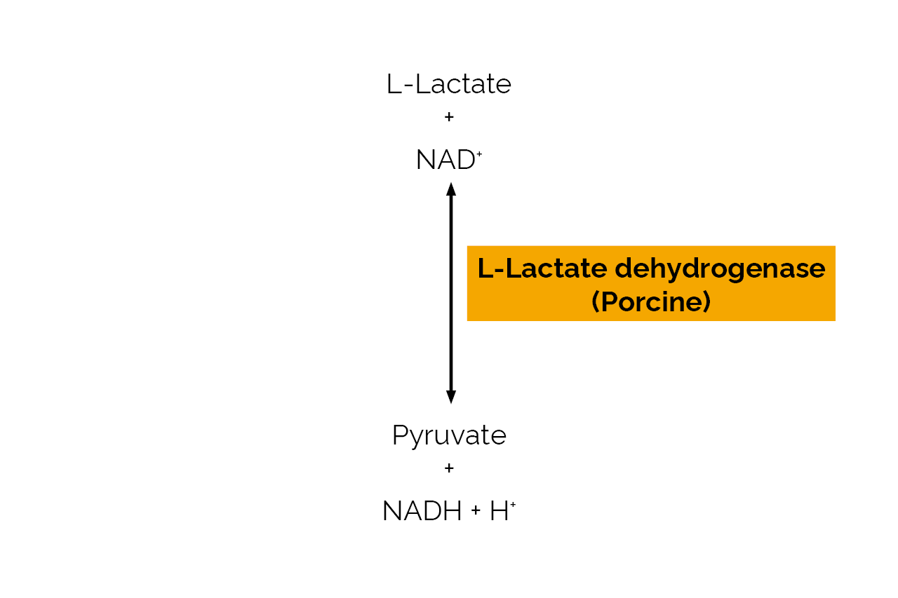 L-Lactate dehydrogenase (Porcine) (E-LLDHP) Scheme L-Lactate dehydrogenase (Porcine) (E-LLDHP) Scheme