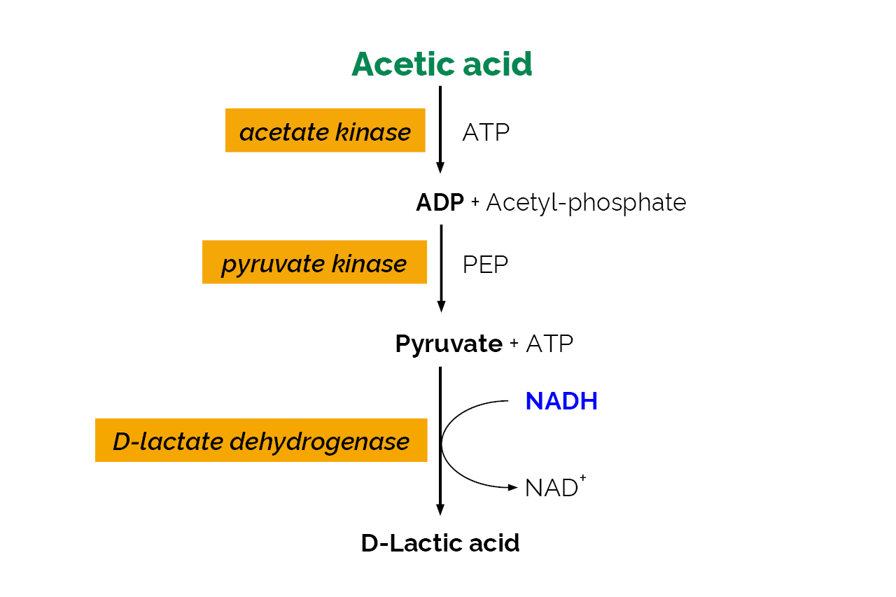 Acetic Acid Assay Kit (Liquid Ready™) (K-ACETLQ) Scheme