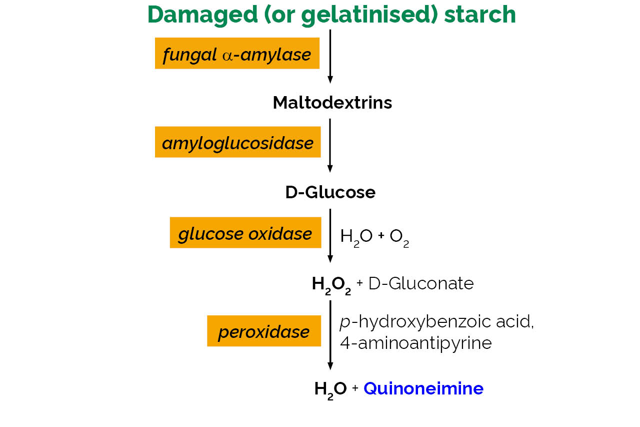 Starch Damage Assay Kit (K-SDAM) Scheme