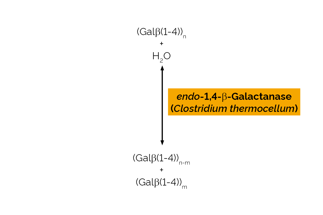 endo-1,4-beta-Galactanase (Clostridium thermocellum) (E-GALCT) Scheme endo-1,4-beta-Galactanase (Clostridium thermocellum) (E-GALCT) Scheme