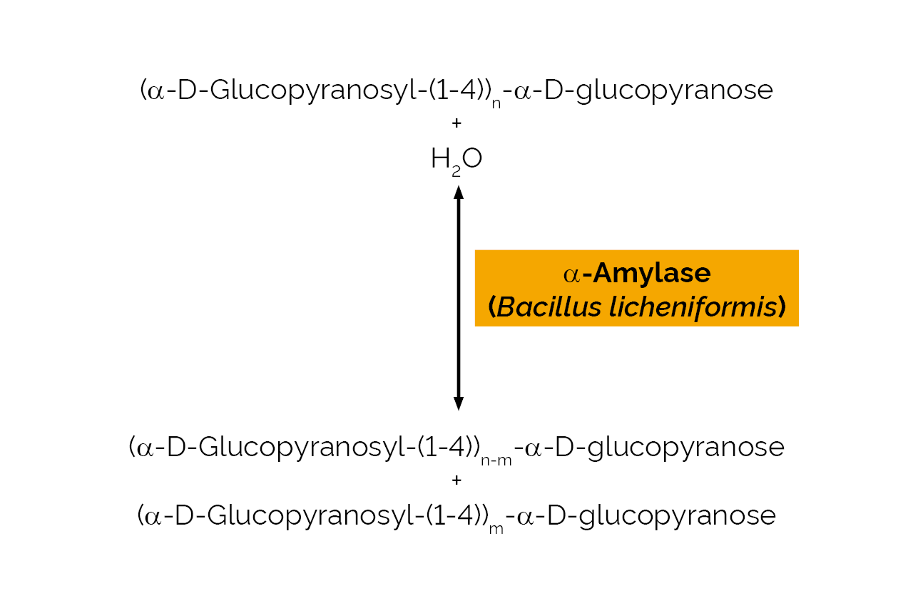 Alpha-Amylase (Bacillus licheniformis) (E-BLAAM) Scheme