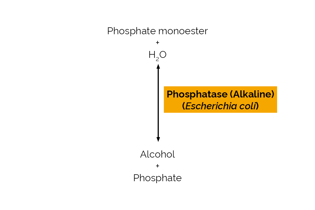 Phosphatase (Alkaline) (Escherichia coli) (E-ALPEC) Scheme Phosphatase (Alkaline) (Escherichia coli) (E-ALPEC) Scheme