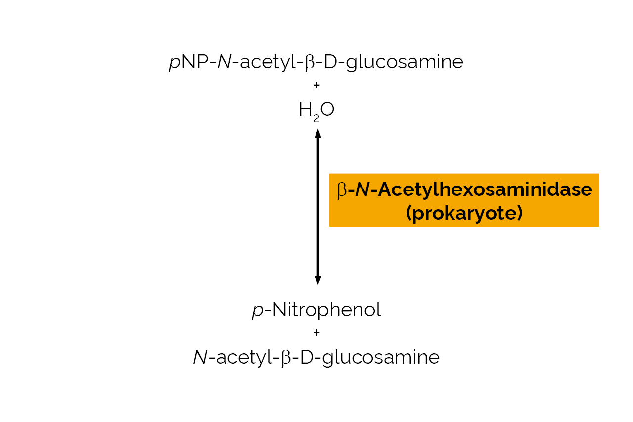 Beta-N-Acetylhexosaminidase (prokaryote) (E-BNAHP) Scheme