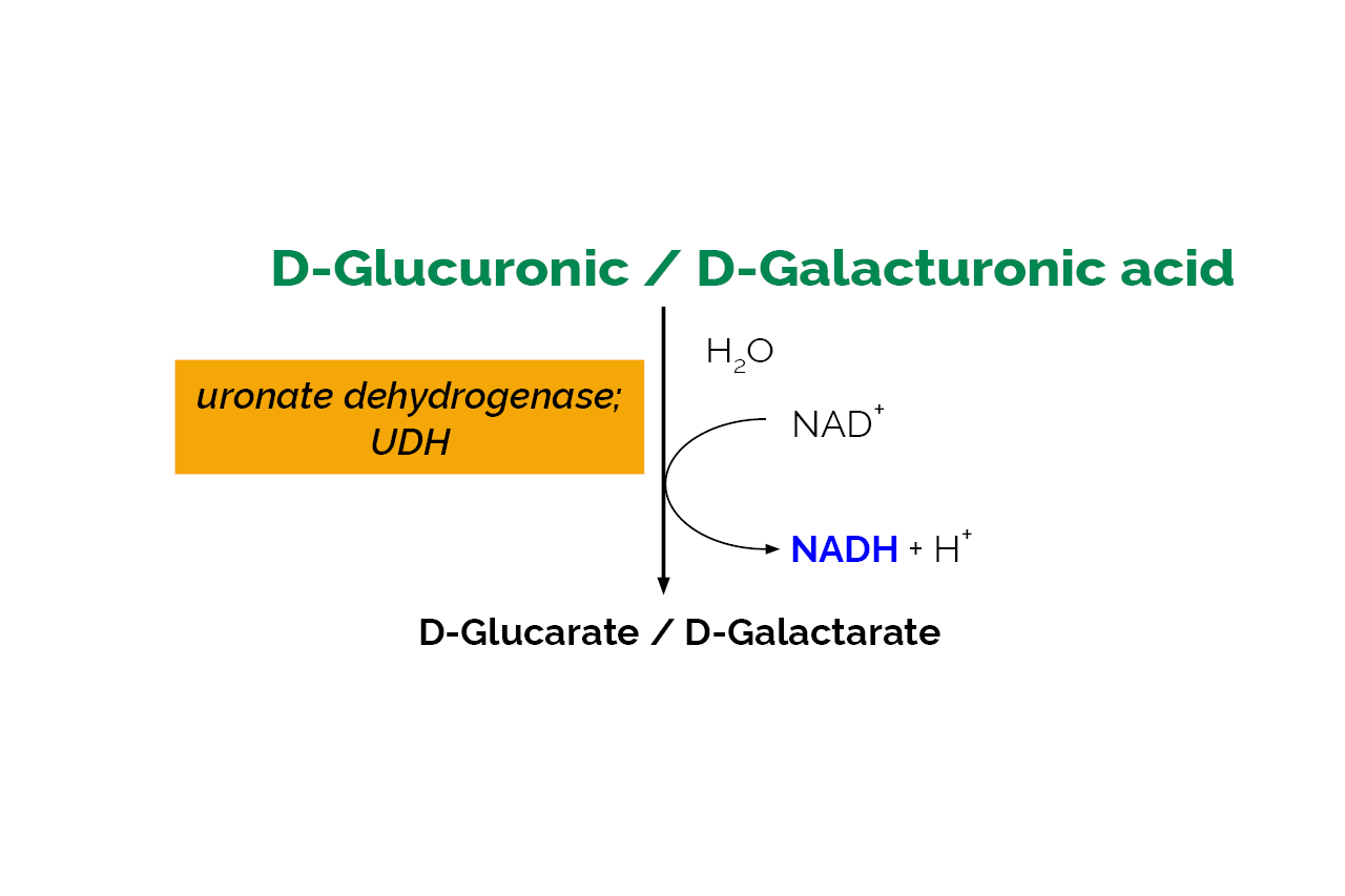 D-Glucuronic/D-Galacturonic Acid Assay Kit (K-URONIC) Scheme