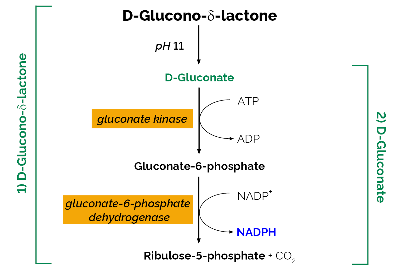 D-Gluconic Acid/D-Glucono-delta-lactone Assay Kit (K-GATE) Scheme D-Gluconic Acid/D-Glucono-delta-lactone Assay Kit (K-GATE) Scheme